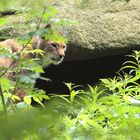 Luchs vor seiner Wohnhöhle