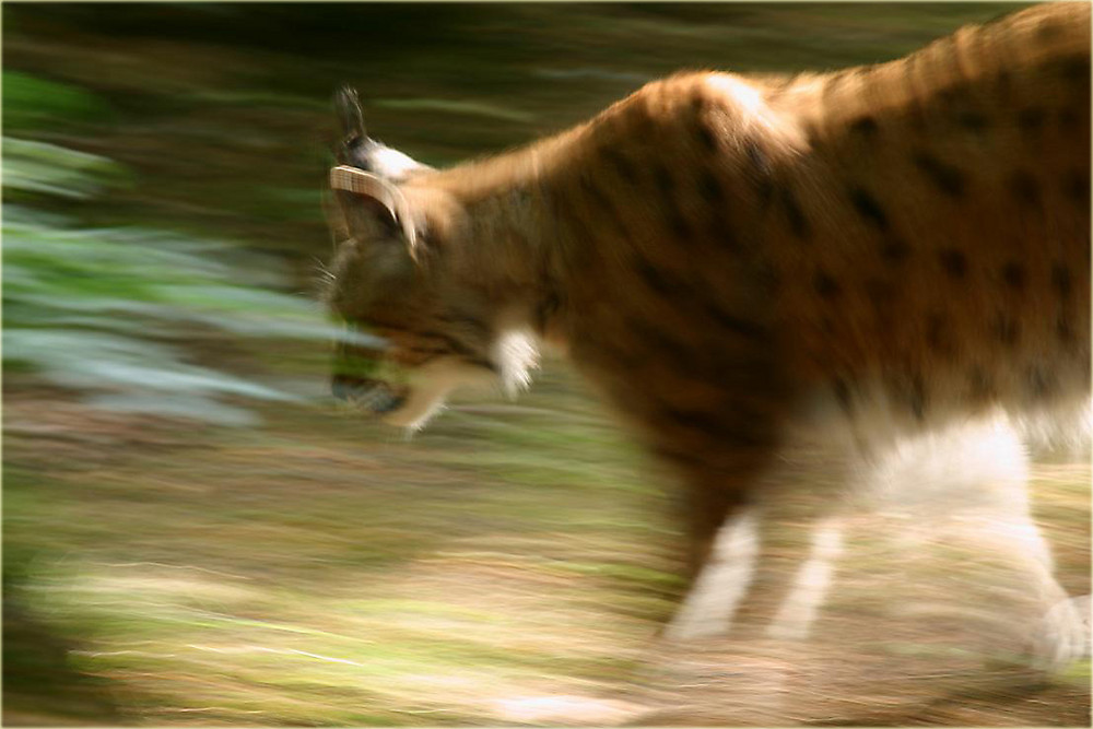 Luchs ( vorbeigehuscht)