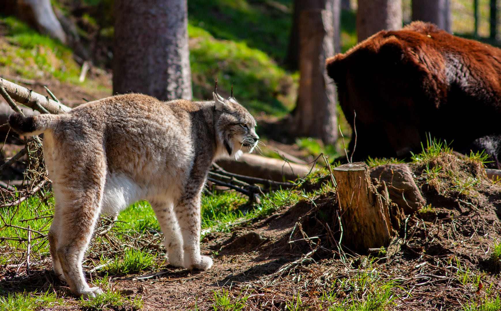 Luchs vs. Bär