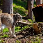 Luchs vs. Bär