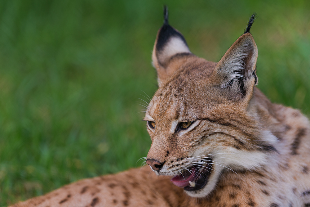 Luchs vv