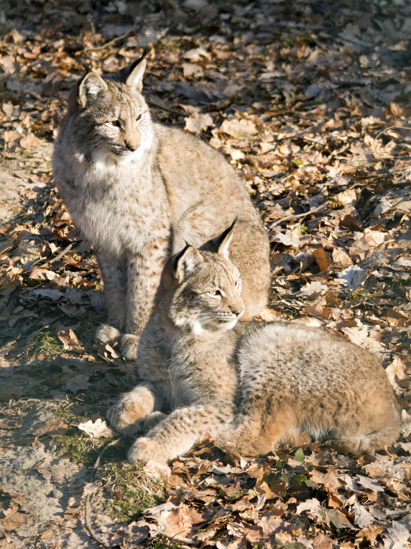 Luchs - War da was?