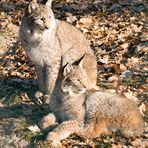 Luchs - War da was?