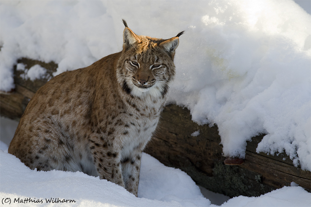 Luchs - Warten auf das Futter