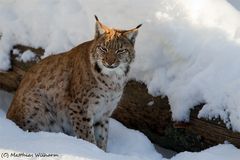 Luchs - Warten auf das Futter