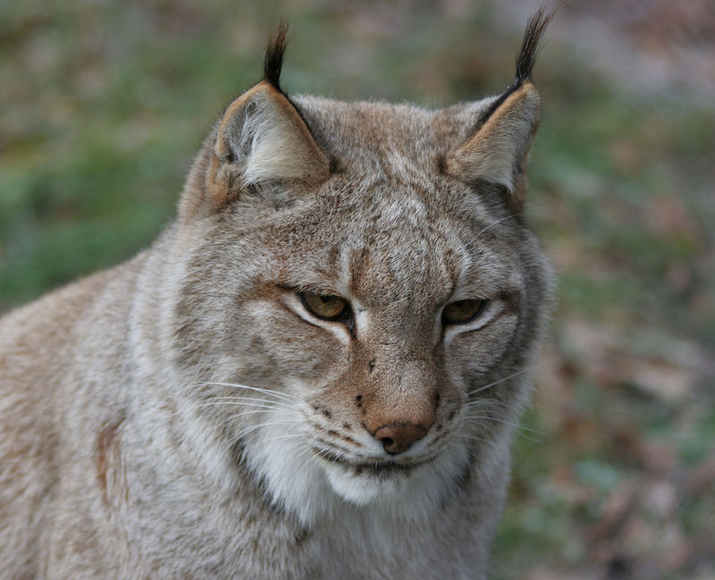 Luchs (Weibchen)