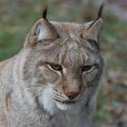 Luchs (Weibchen)