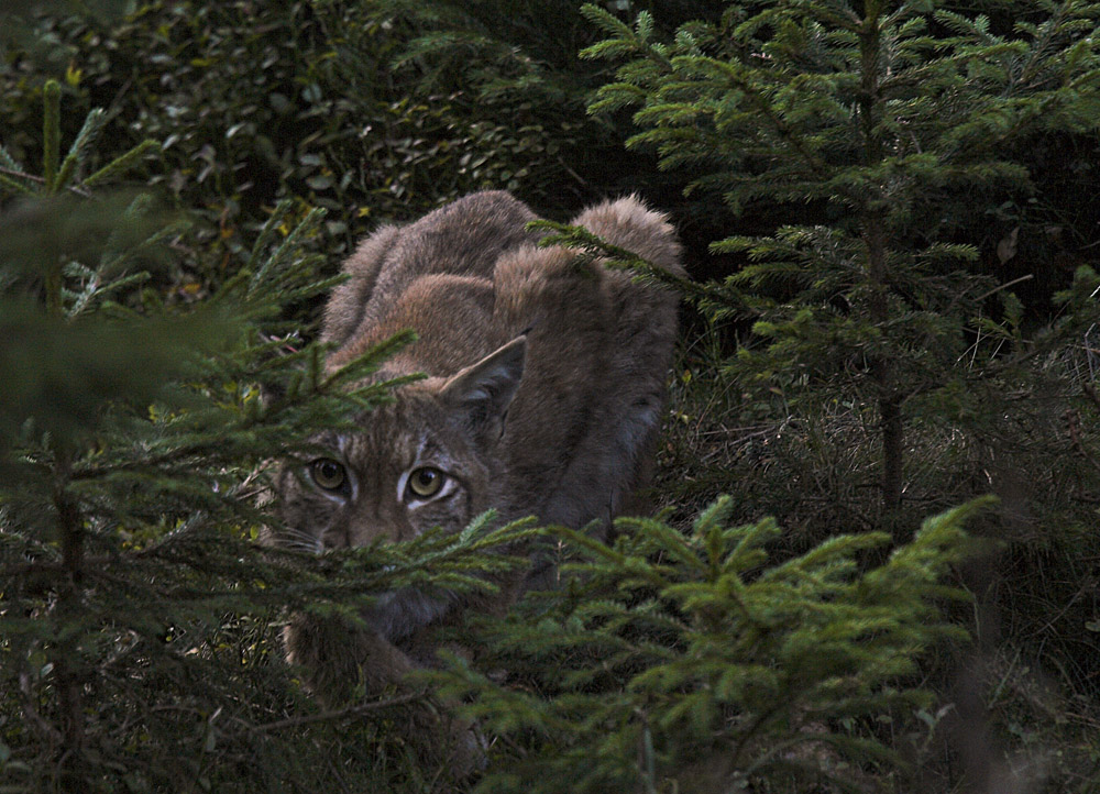 Luchs Wildlife