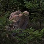 Luchs Wildlife