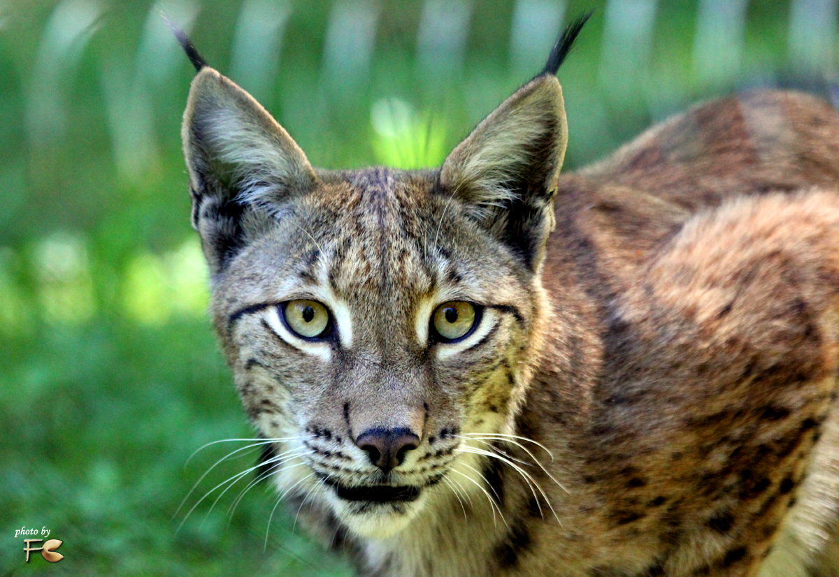 Luchs - Wildpark "Alte Fasanerie" Hanau Klein-Auheim  Photos by FC - Jeannette Dewa