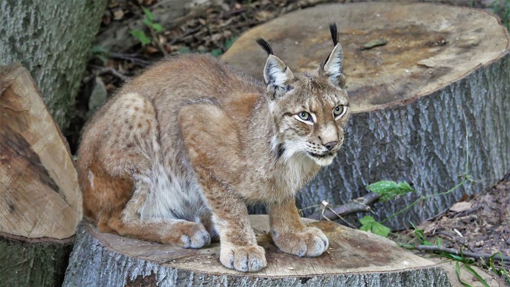 Luchs, Wildpark Knüll