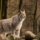 Luchs Wildpark Leipzig