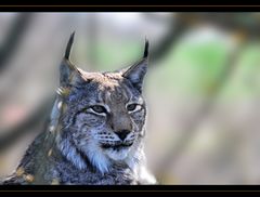 Luchs - Wildpark Ortenburg/Niederbayern