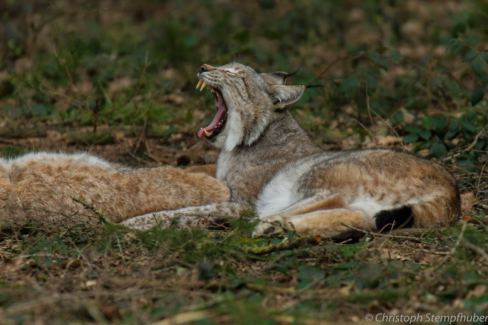 Luchs, Wildpark Poing