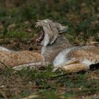 Luchs, Wildpark Poing