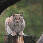 Luchs - Wildpark Schwarze Berge