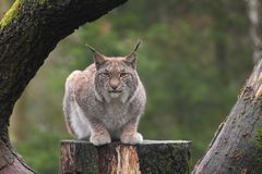 Luchs - Wildpark Schwarze Berge