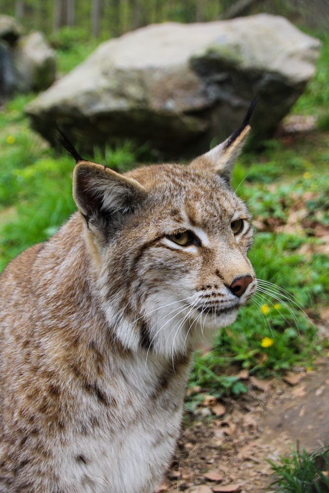 Luchs - Wildpark Weilburg.