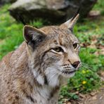 Luchs - Wildpark Weilburg.