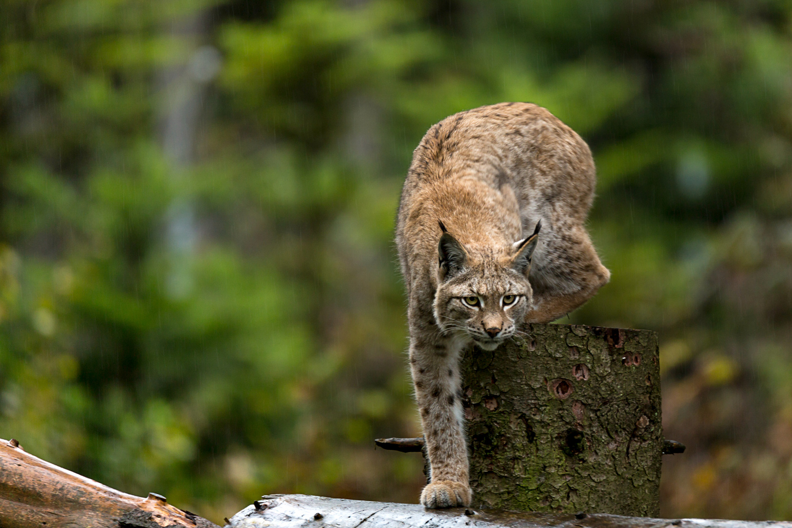 Luchs Yoga