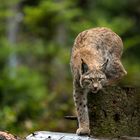 Luchs Yoga