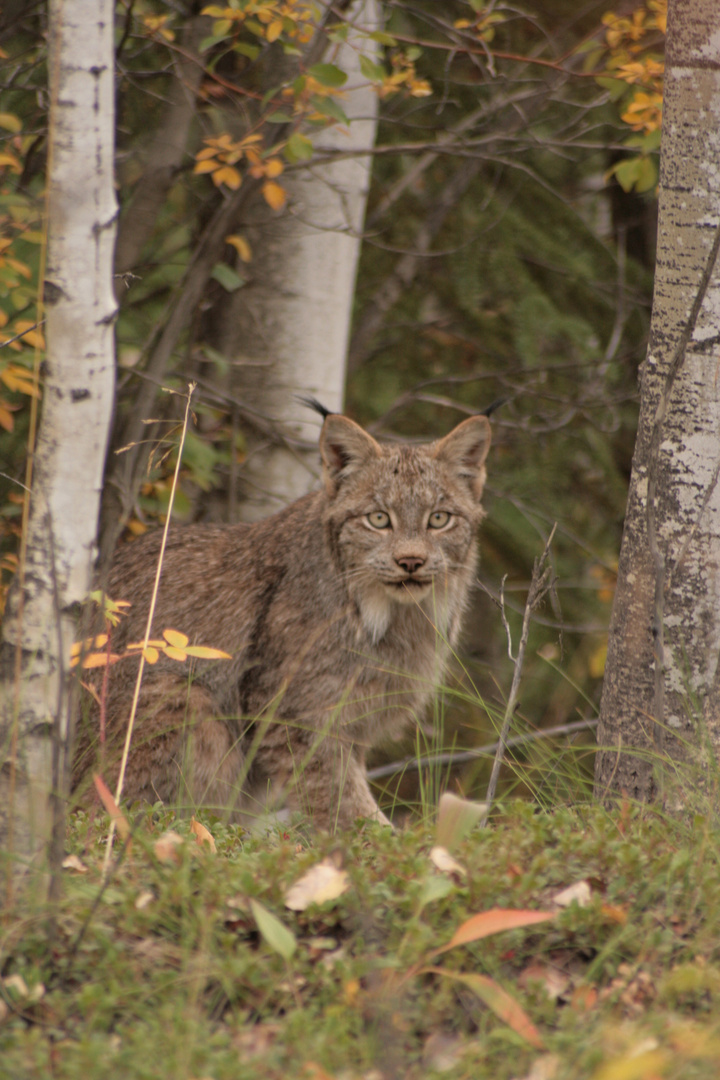 Luchs Yukon nähe Polarkreis