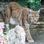 Luchs - Zoo Duisburg