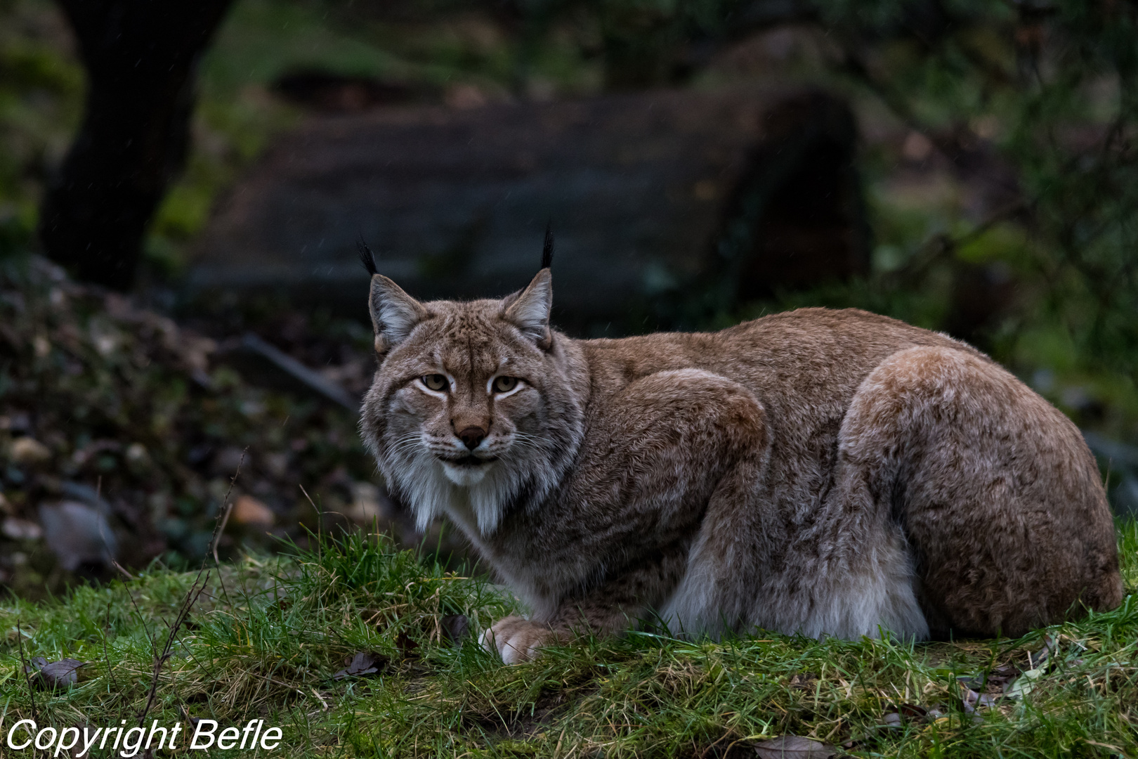 Luchs , Zoom-Erlebniswelt