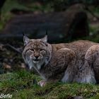 Luchs , Zoom-Erlebniswelt