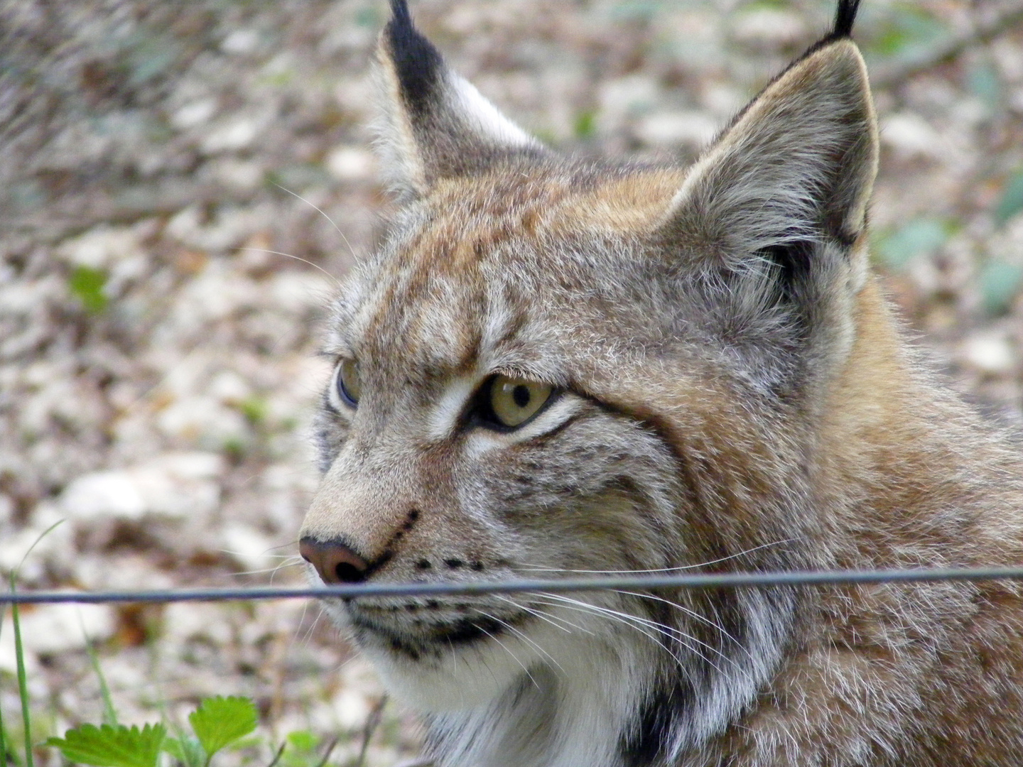 Luchs zum greifen nahe