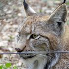 Luchs zum greifen nahe