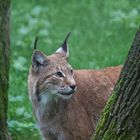 Luchs zwischen den Bäumen