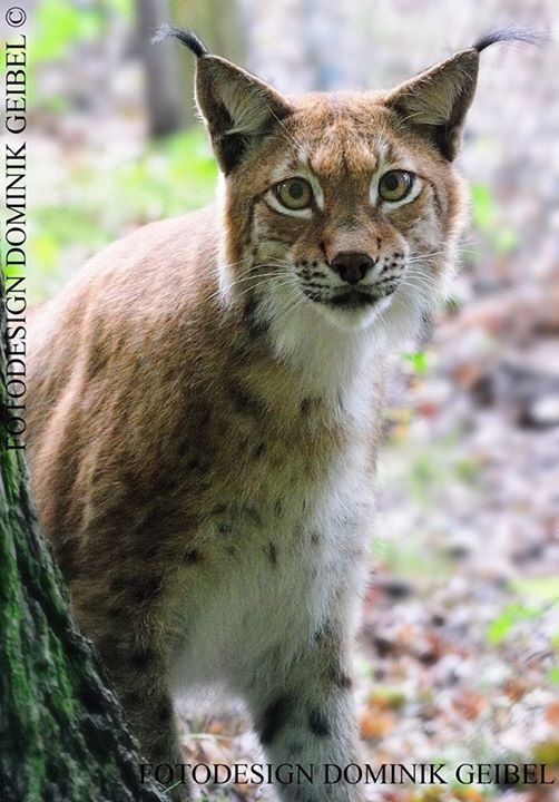 Luchs_001