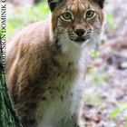 Luchs_001