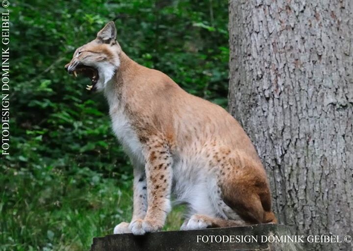 Luchs_002