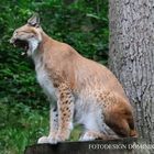 Luchs_002