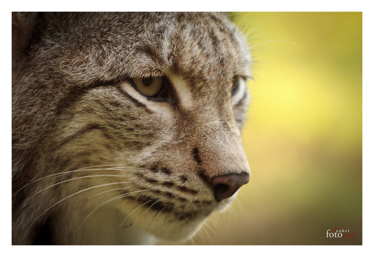 Luchs1 Close-up