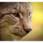 Luchs1 Close-up