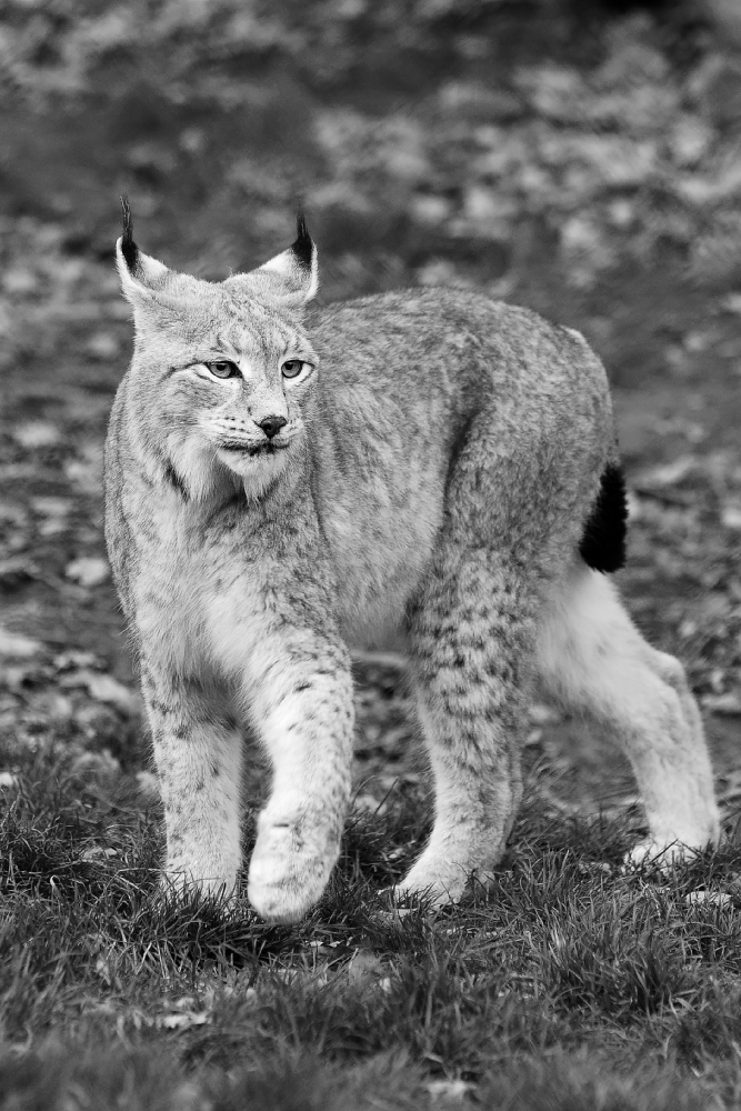 LUCHS_1