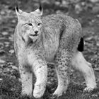 LUCHS_1