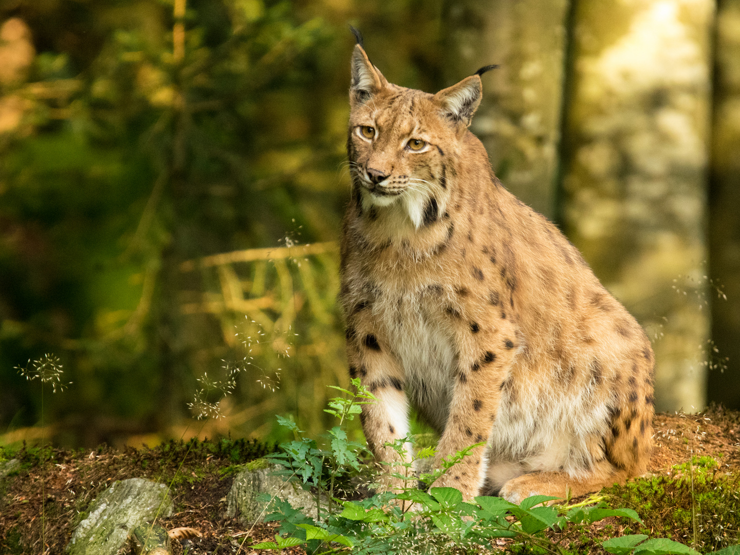 Luchs10