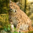 Luchs11