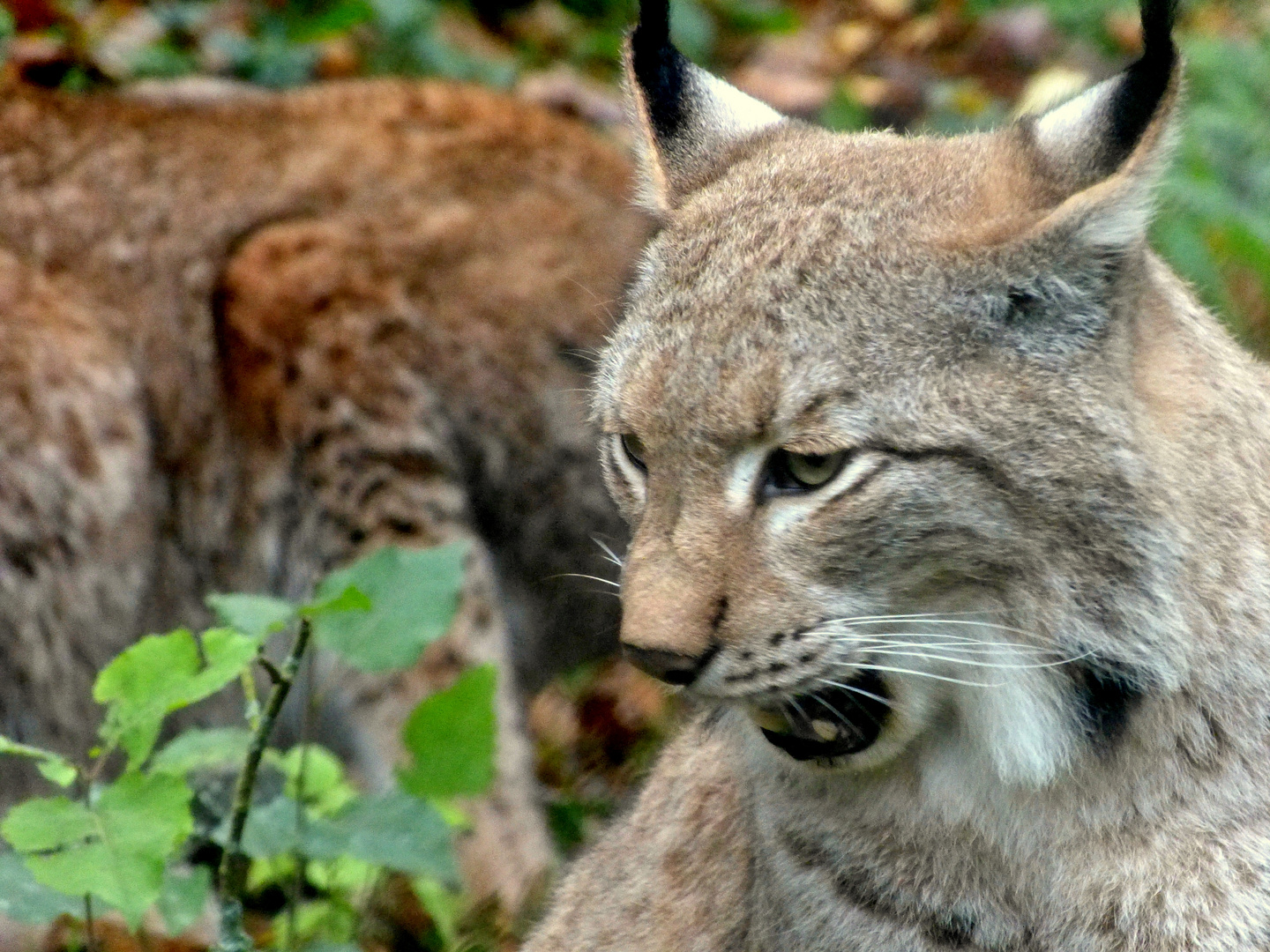 Luchs2