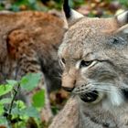 Luchs2