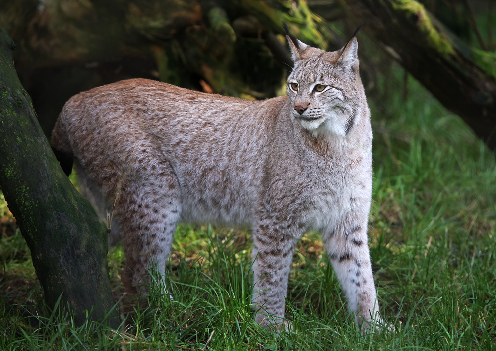 Luchs_2