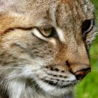 ...Luchs2...