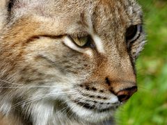 ...Luchs2...