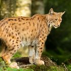 Luchs3