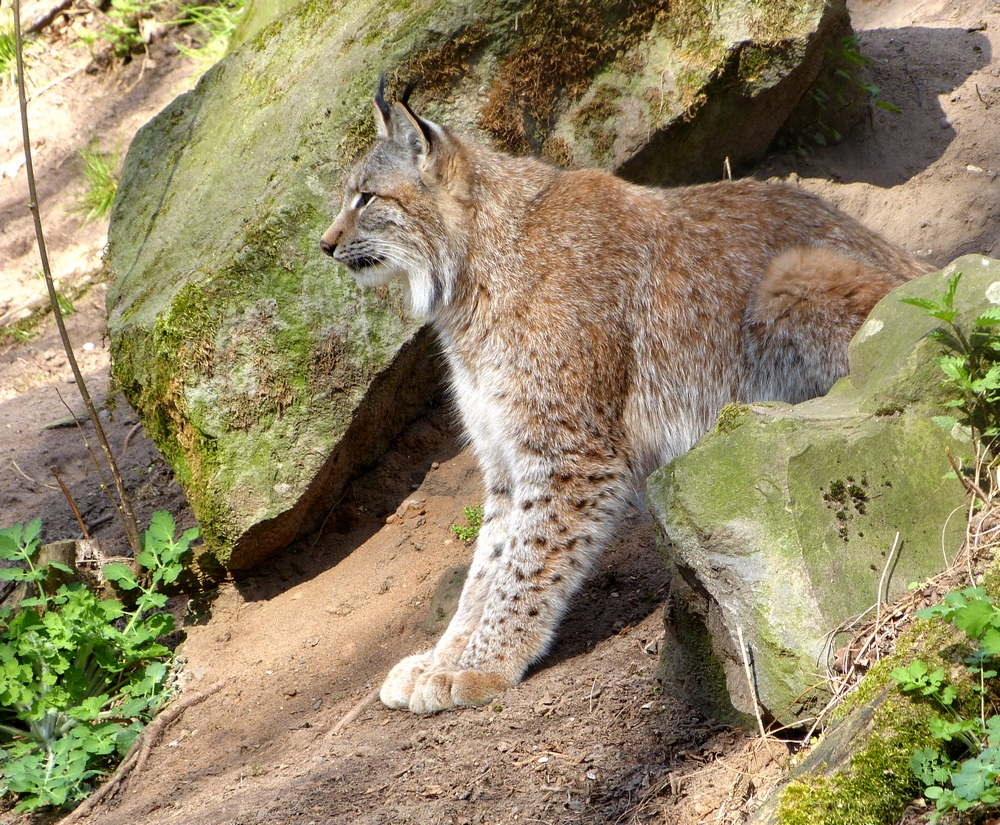 ...Luchs3...