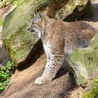 ...Luchs3...